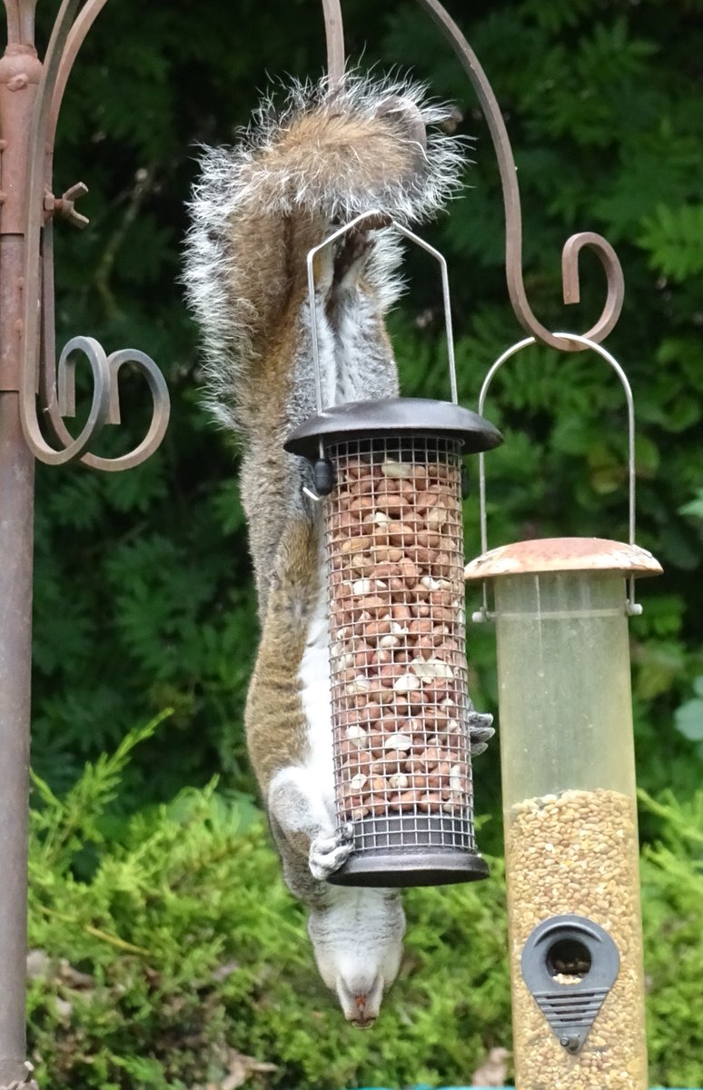 I wondered what bird was eating all my peanuts #squirrel #ukwildlife