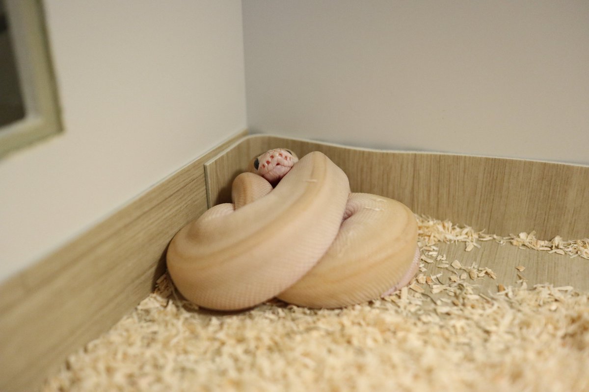 뱀도 자기 덩치를 신경 쓴다고 확신하게 된 일화.
보리 완전 애기였을 때, 탈피 하고 지가 엄청 커졌다고 착각했는지, 나같은 큰 뱀이 이런 작은 굴에 어떻게 들어가냐는 듯이 굴에 머리만 넣었다 빼길 반복하다가 결국 노숙을 하는거야.
며칠 보다 못해 노숙중인 애 위에 굴을 그냥 덮어 버렸더니...