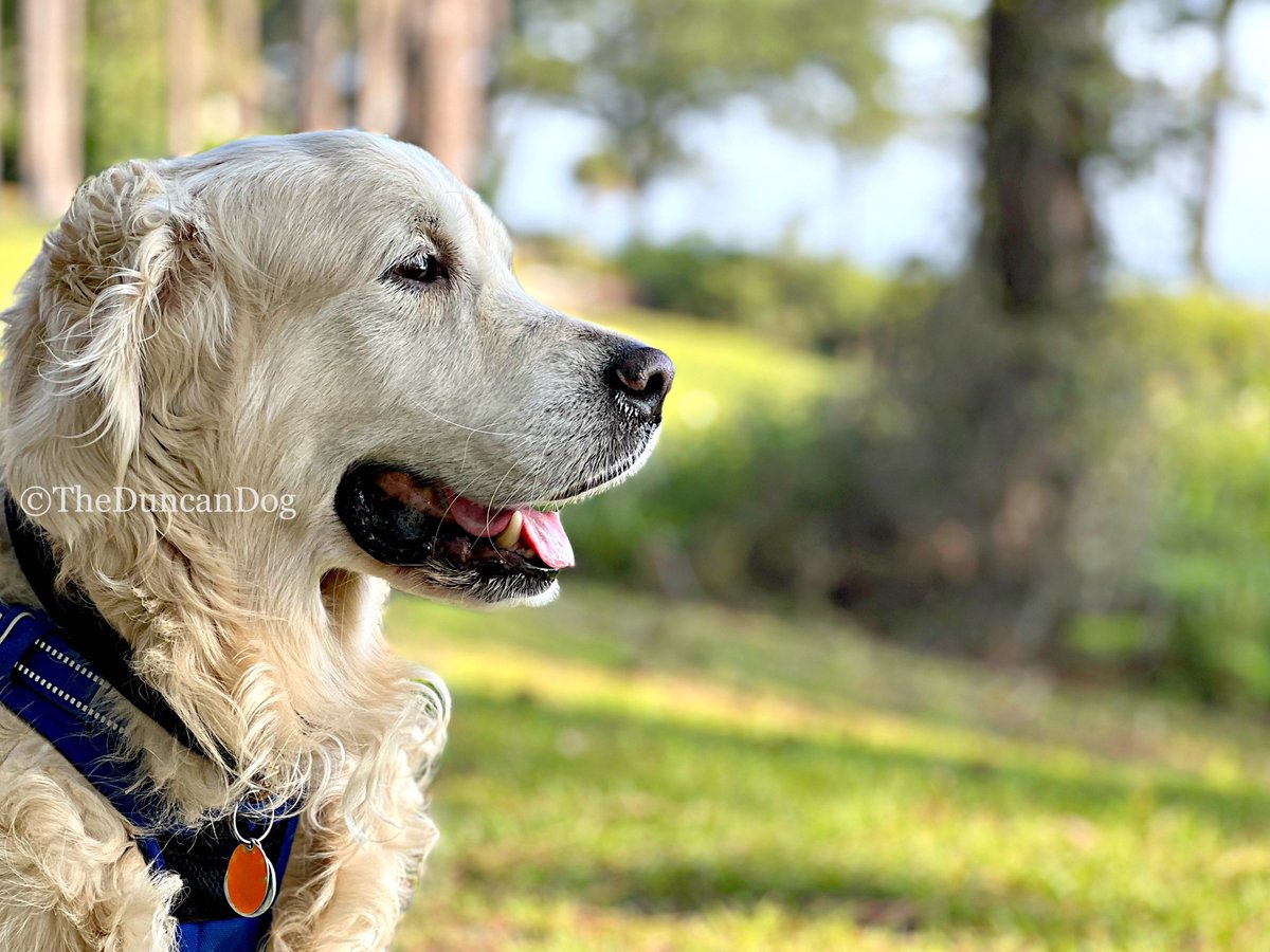 Here's my five day forecast: 
Considerable walks with a 95% chance of cookies, and occasional belly rubs. 

#LookingAhead #DogsofTwitter #TheDuncanDog #GoldenRetriever #BlueSkies #smile #aVeryGoodBoy