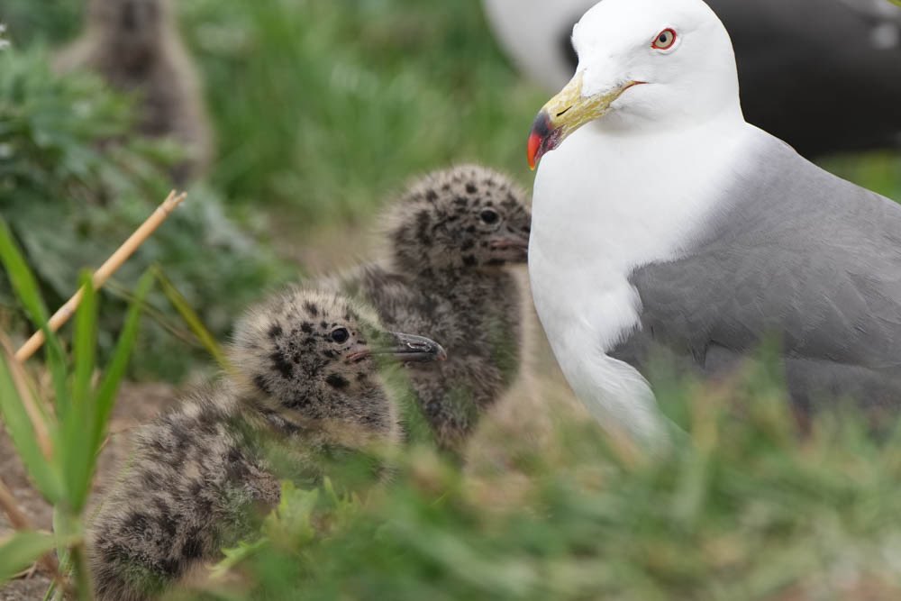 子育て中のウミネコの母、我が子に手をだすなと睨みをきかせた顔がたまらなくオカンです☺️そしてヒナのブチブチ模様がかわいすぎる（写真は父撮影📷） https://t.co/VlwACGVFVT