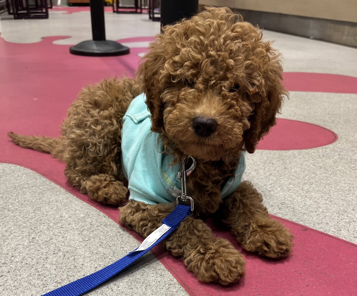 Introducing the newest Greeley, Piper 🐾♥️