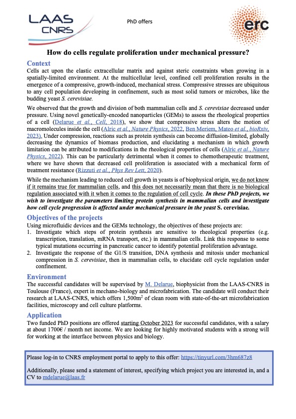 We are recruiting 2 motivated PhD students to tackle the regulation of cell growth and division under mechanical pressure. Don't hesitate to apply and to contact me if you have questions! delarue-research.org/job-offer/ @ERC_Research Please RT :)