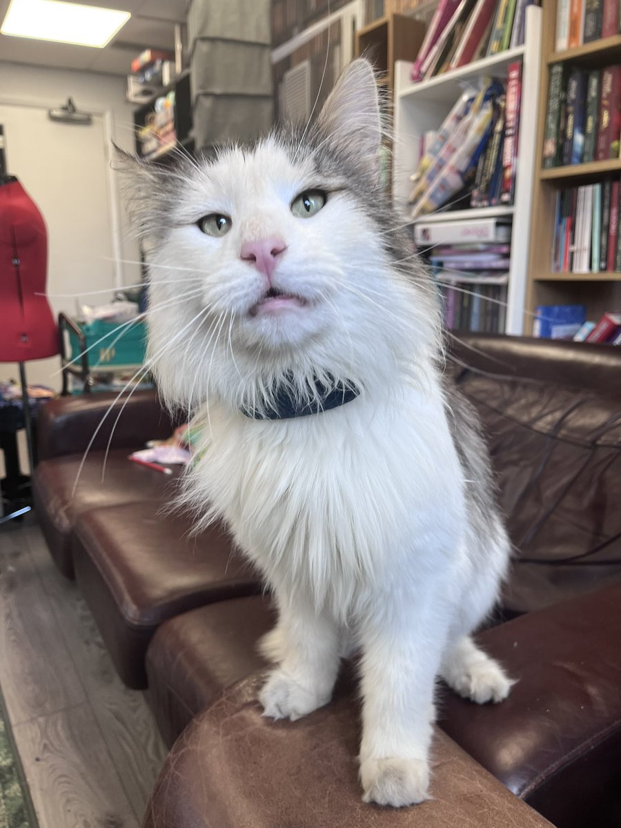 KerrysCornerCIC's tweet photo. It’s Monday which means…. Beginner sewing classes! For adults and under 16s - it’s Cushion Week. 

Hank is in to supervise…  #community
#catsoftwitter https://t.co/ppN2y4gVNv
