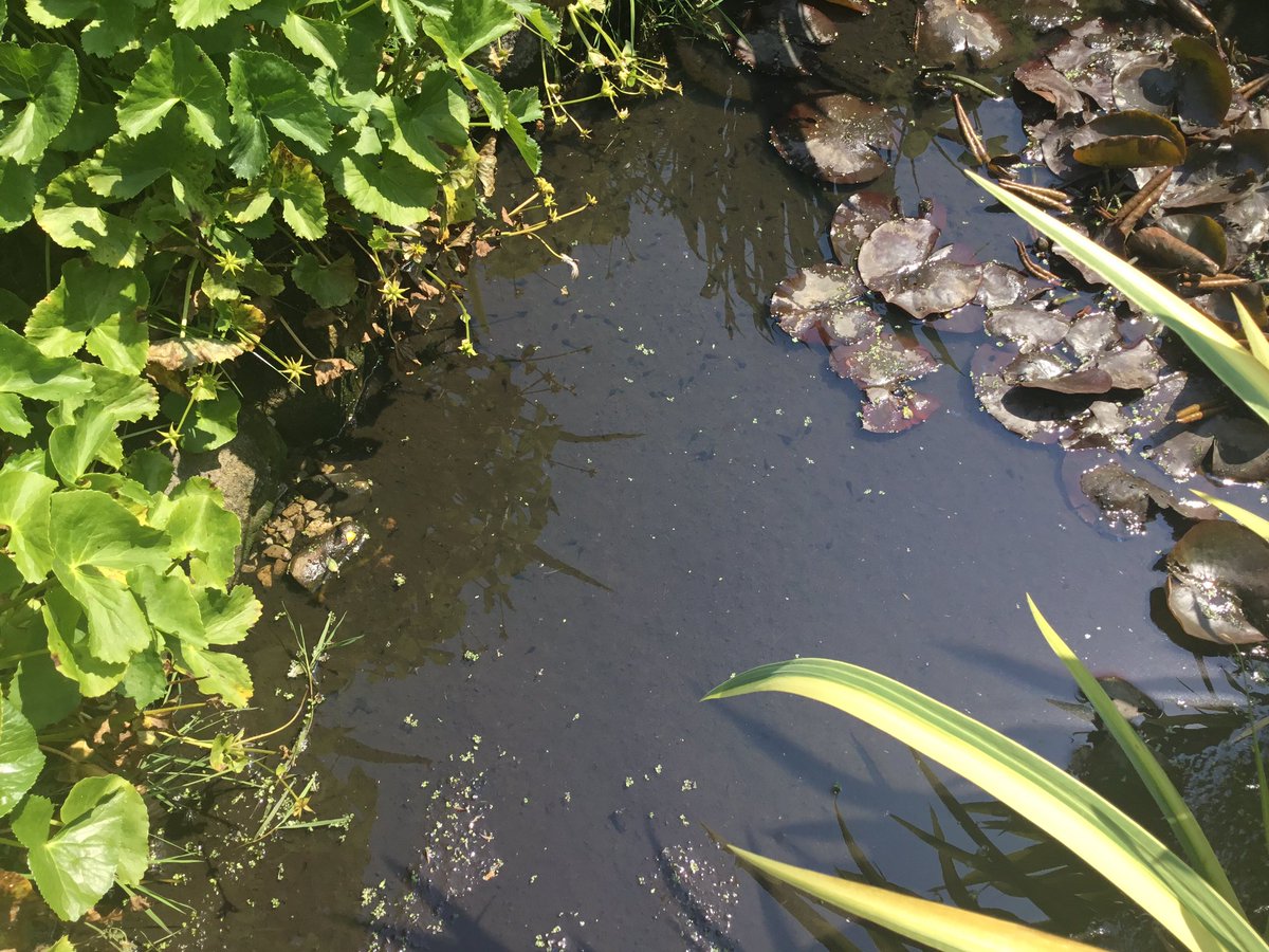 juliatetley's tweet photo. 26.1c Greenhow…..😜 phew!
Taddies’ pond is drying up.  Think we’ll have to top it up for them. #tadpoles #pond #dryingout #hotweather https://t.co/0vjIeFzDRH