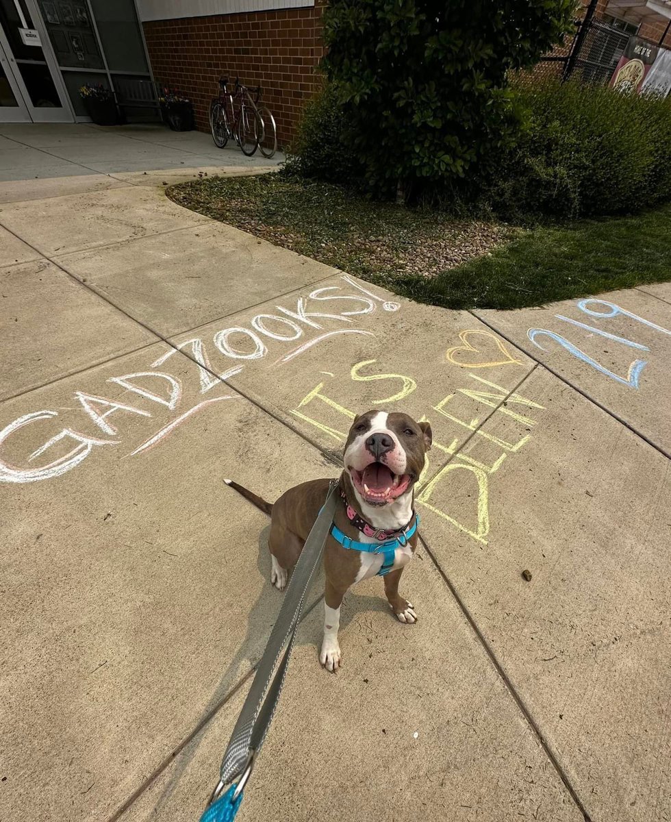 CityDogsCLE's tweet photo. Before our usual adoption update, we have a special one to lead with! After 219 days at the kennel, our (formerly) longest resident, Gadzooks, was adopted! He got a special send off from his staff and volunteer friends and fans!

And his new family are repeat CITY DOG adopters!😃 https://t.co/PBasVfTwEc