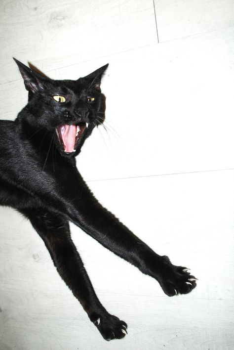 Catwheezie's Stash (@realcattohours) on Twitter photo 