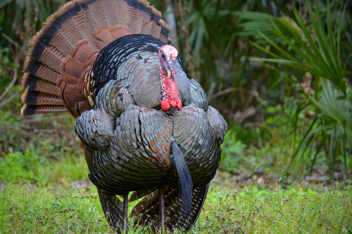 The National Wild Turkey Federation on Twitter "Florida is the only place in the world to host