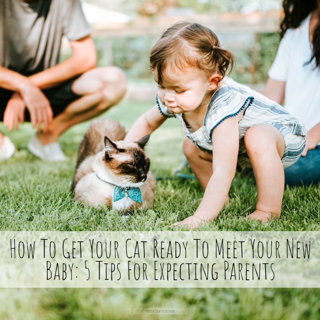 'Here are a few ideas to help you make the transition into life with your new bundle of joy smooth for everyone' - cattime.com/lifestyle/1716…

#homesittersltd #MeowMonday #Meow #Monday #catsitters #catsitter #catsitting #catcare #cat #cats #catteries #CatTime #babies #baby
