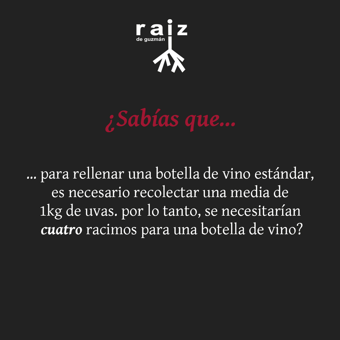 ¿Sabías qué... 🍷❓

#Sabiasque #VinosRaíz #RiberadelDuero #Vino #Enoturismo