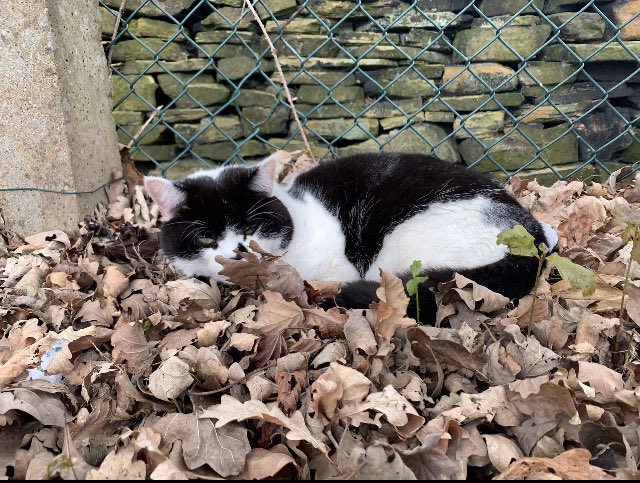 stationmoggy's tweet photo. Hey everyone itβs 29 degs in the firth today ! π₯΅ so Iβve been sunbathing a bit and now Iβm cooling down π½ready for afternoon Pawtrols πΎ someone bring me an ice pop purrrrlease πΉπΉ π§ π§π§π§π§π§π§π§π§
#bitHot π₯
#sunny βοΈ
#CatsOfTwitter πββ¬
#Asyouwere πΊ https://t.co/lIMtEZjaBt