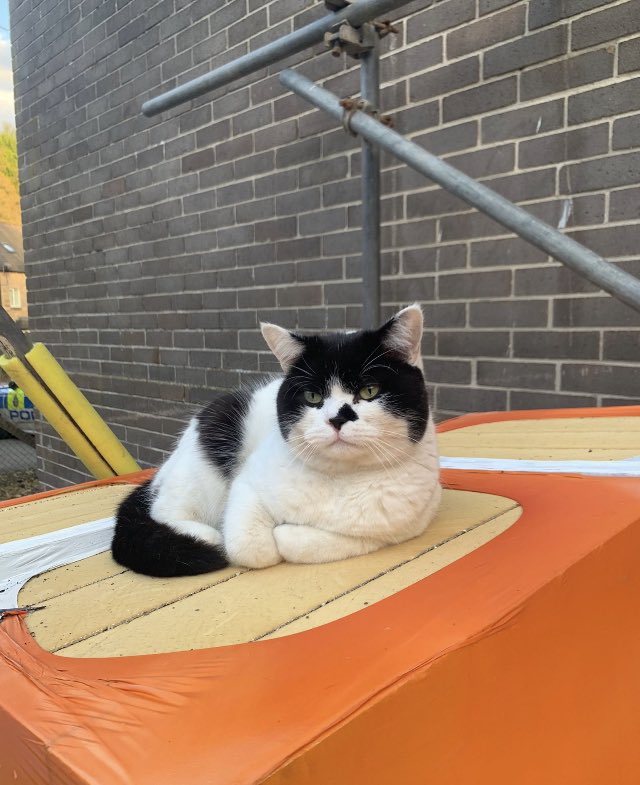 stationmoggy's tweet photo. Hey everyone itβs 29 degs in the firth today ! π₯΅ so Iβve been sunbathing a bit and now Iβm cooling down π½ready for afternoon Pawtrols πΎ someone bring me an ice pop purrrrlease πΉπΉ π§ π§π§π§π§π§π§π§π§
#bitHot π₯
#sunny βοΈ
#CatsOfTwitter πββ¬
#Asyouwere πΊ https://t.co/lIMtEZjaBt