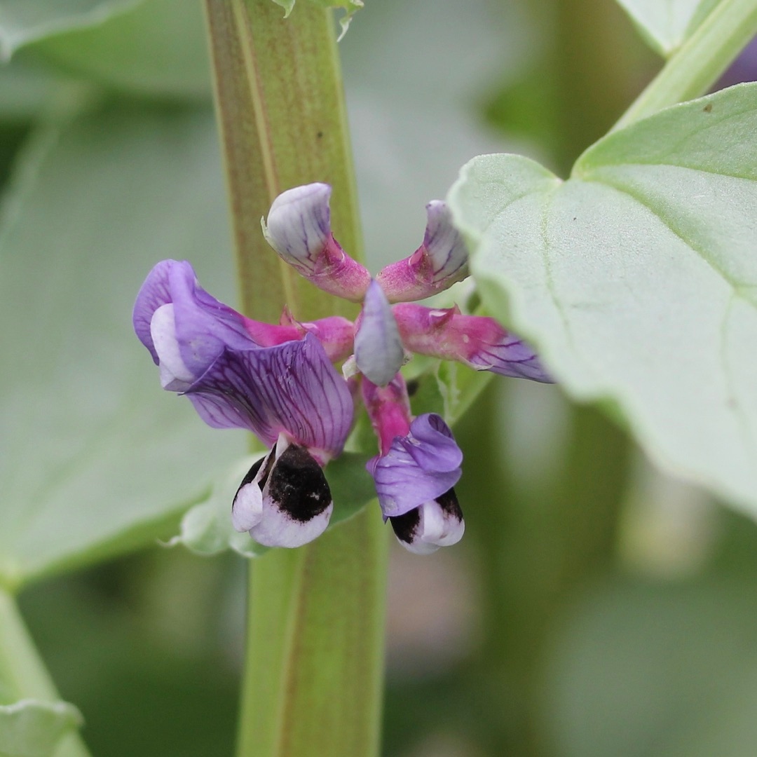 Look at these exquisite fava bean (broad bean) flowers. 

I was growing these for microgreens and potted up a few plants in a larger container to see what would happen.... The variety is Maris Bead, grown from dried beans sold by <a href="/Hodmedods/">Hodmedod's</a>.

Can't wait to try the fresh beans!