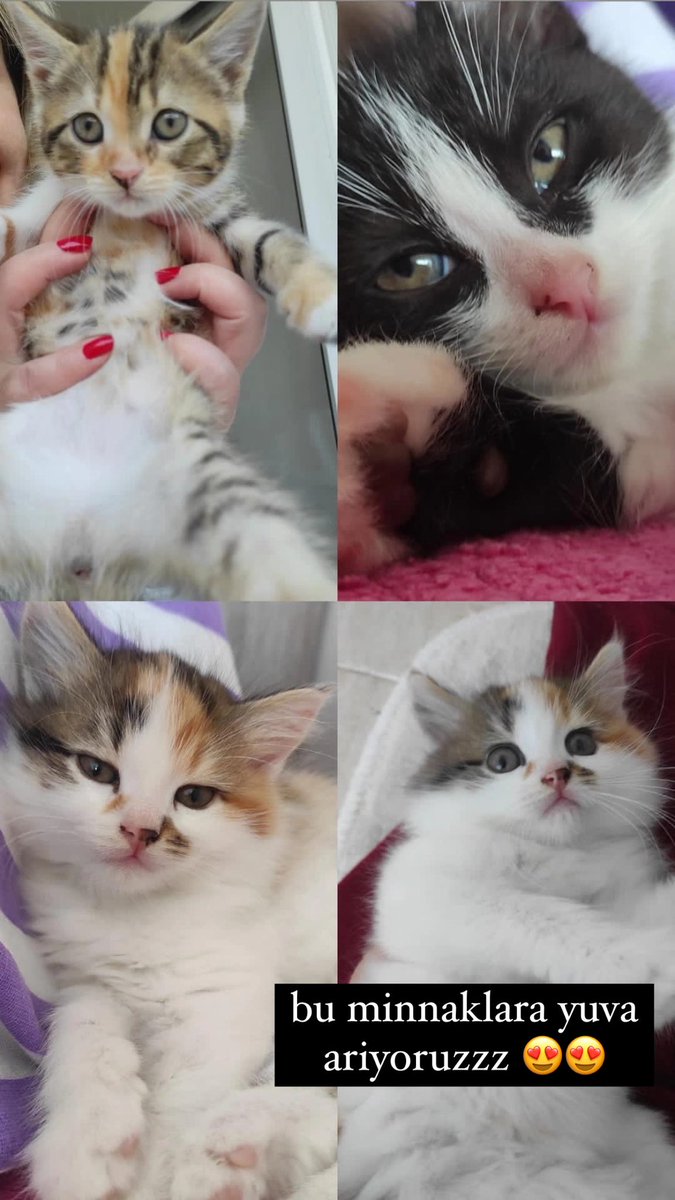 durugok14's tweet photo. bu minnaklara yuva ariyoruz!!!!
#samsun 
#atakum 
#kedi 
#kedisahiplen https://t.co/Hrk0OwqJRM