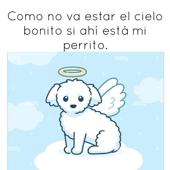 Lyn_Diaz02's tweet photo. Comenta RIP si tienes un amigo en el cielo 🙏🏻🤍🐶😔 https://t.co/NPcKhDKzV3