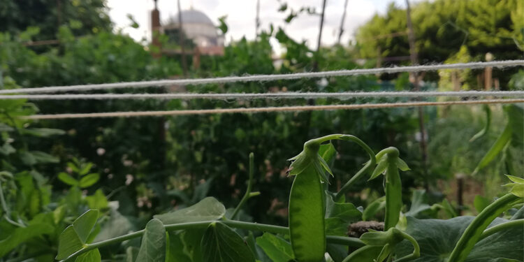 İmrahor Bostanı | Şehrin göbeğinde sebze hasadı

gazetekarinca.com/imrahor-bostan…