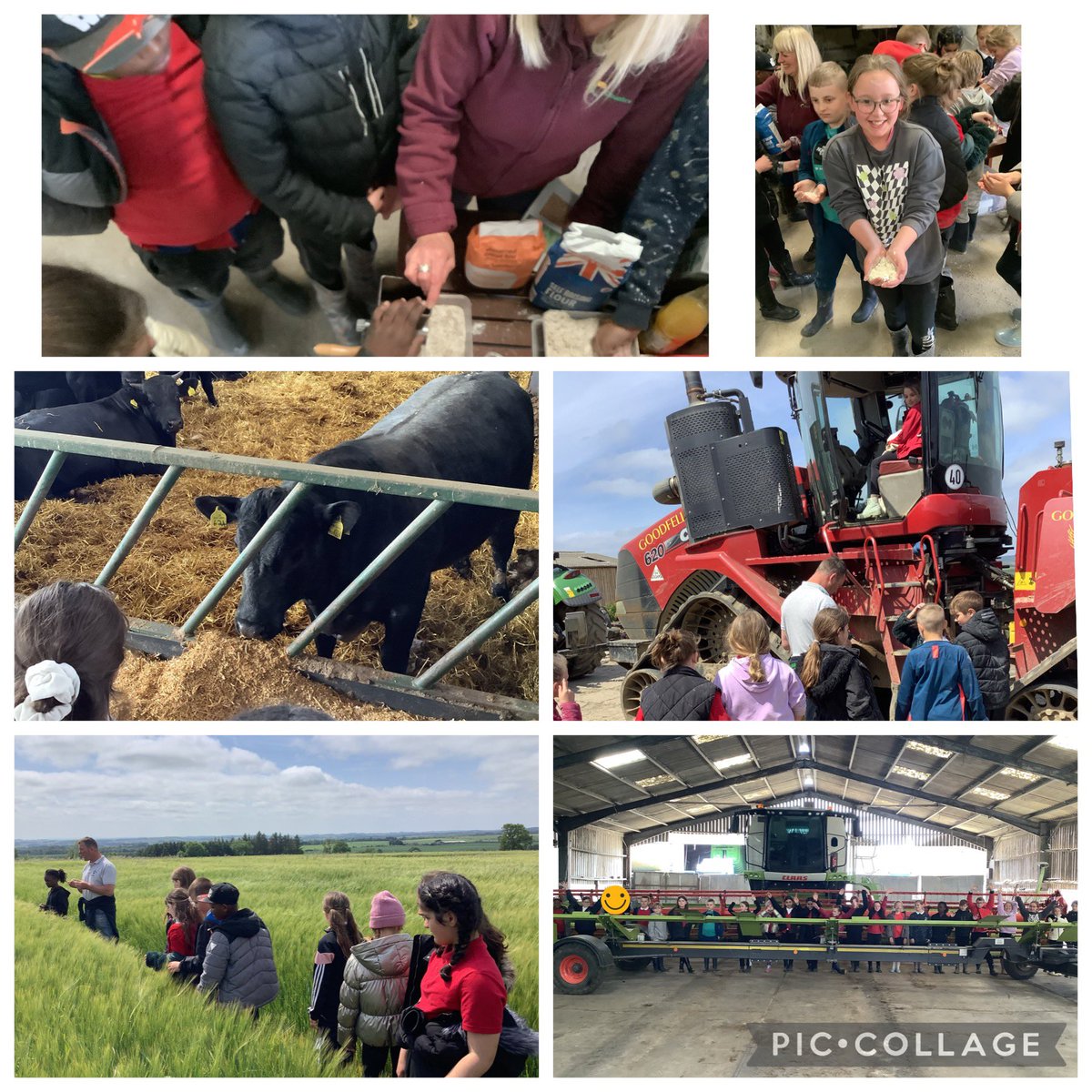 MissBrent's tweet photo. On Friday we visited a farm where we got to watch a sheepdog round some sheep into a pen. We also got to sit in some tractors as well as go in the grain shed and grind some wheat into flour. @FallaParkSchool https://t.co/6kFOMuURyk