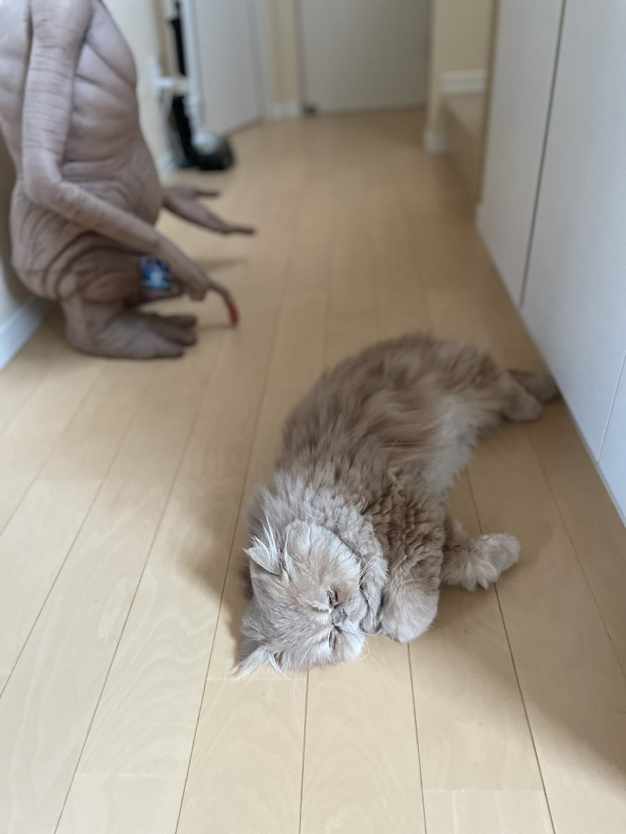 ムック tweet media