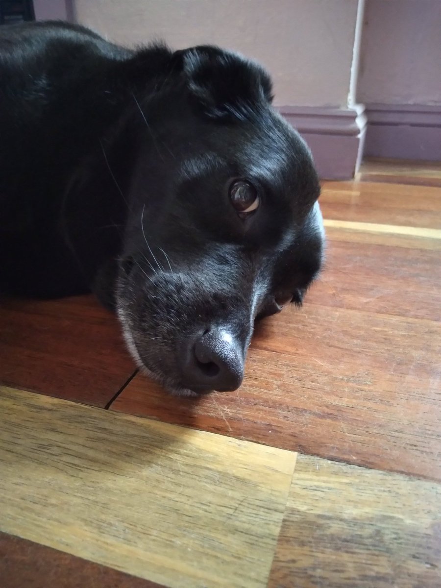 Beautiful Binie,  8 in human years 51 in dog years
