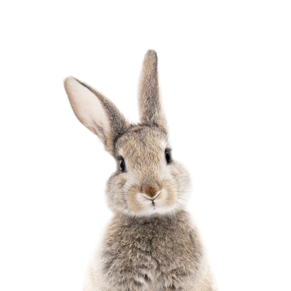 RabbitRWAF's tweet photo. Did you know that rabbits can get very lonely?
 
As a prey animal, rabbits like to live in groups, which is why pet rabbits should always be kept with other neutered and compatible buns.
 
#LonelinessAwarenessWeek https://t.co/fnqeElovvU