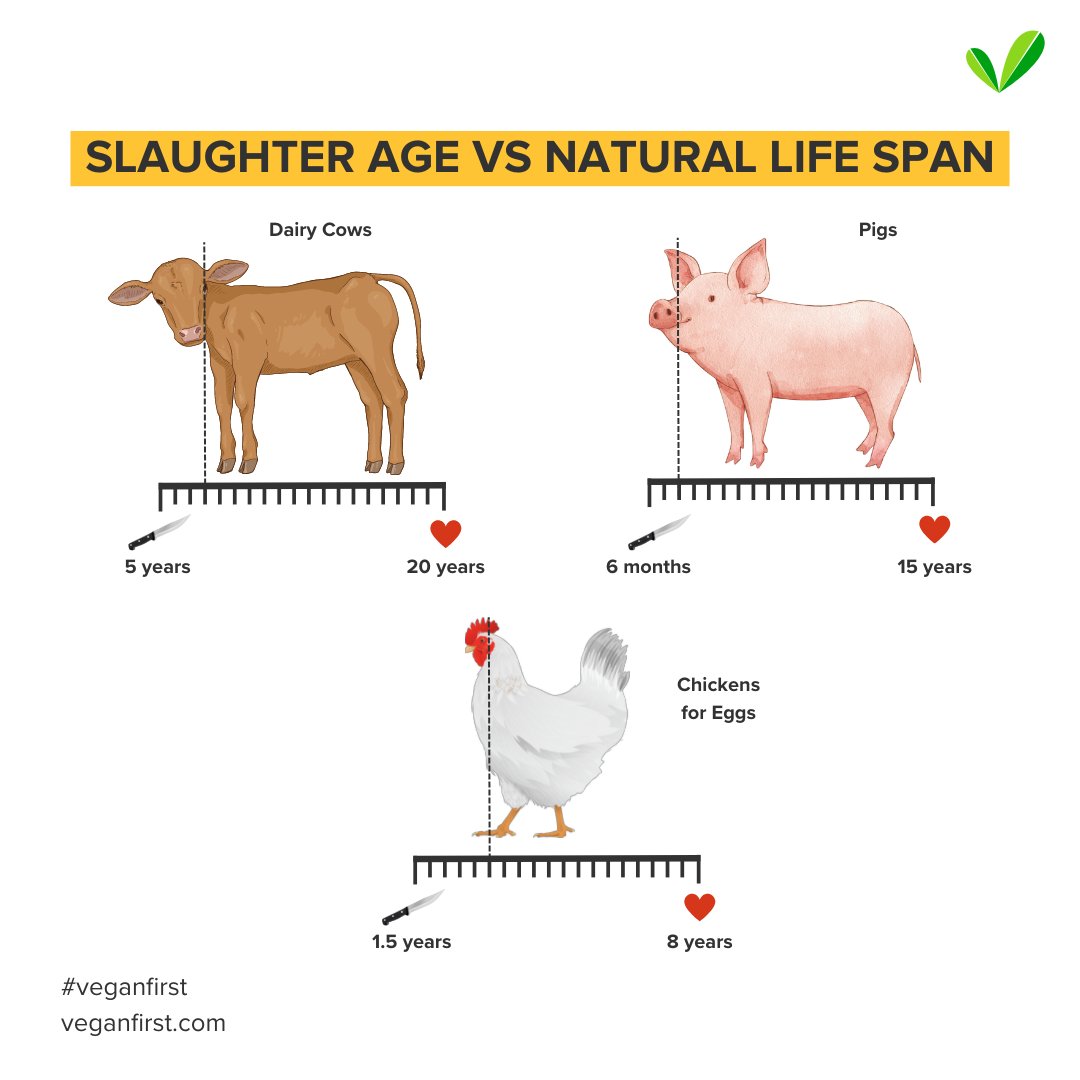 veganfirstdaily's tweet photo. Animals are mere babies when we choose to end their lives for the sake of taste. Let's choose better. π
Join our free Whatsapp Support Group > https://t.co/XqFnbEX6QS πΏ
#TryVegan #Compassion #Kindness #Vegan #DitchDairy #MeatisObsolete #EatVegan #GoVegan https://t.co/5Rr6F8NqHp