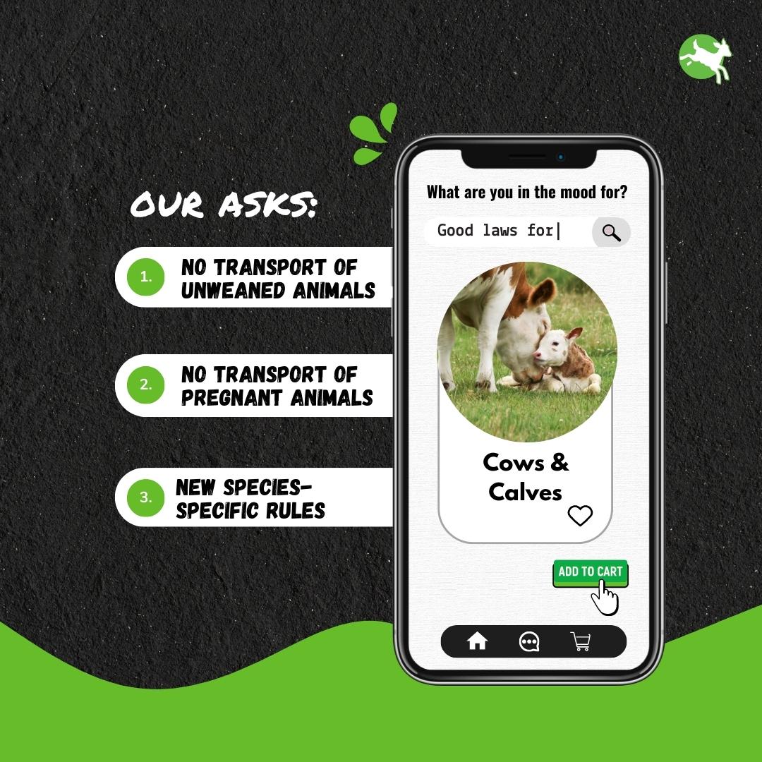 CIWF_EU's tweet photo. During transport 🚚
🍼 baby calves suffer 💔 from hunger, thirst & thermal stress, impacting their immune system
🐄 Pregnant animals are transported without any special care✖️
We call on the EU to #BanLiveExports & ensure #GoodLawsDelivery for🐮!
📰https://t.co/9Rk8EIdRgL https://t.co/a3uaIALaRX