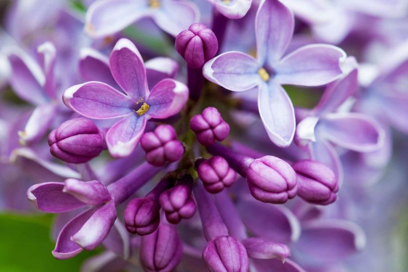 Holding the past
in my hands
pewter sky emotions 
diarise
suffering

Startled
a woodpigeon
flaps 
from a silent tree
Spring soil
softens
to touch

and unwritten--
the future
signs its name
in lilac flowers

#vss365 #diary #poem