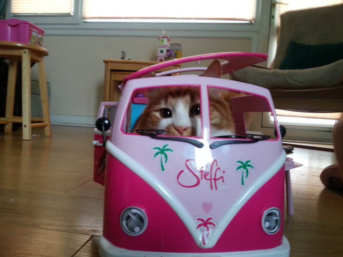 Catwheezie's Stash (@realcattohours) on Twitter photo 