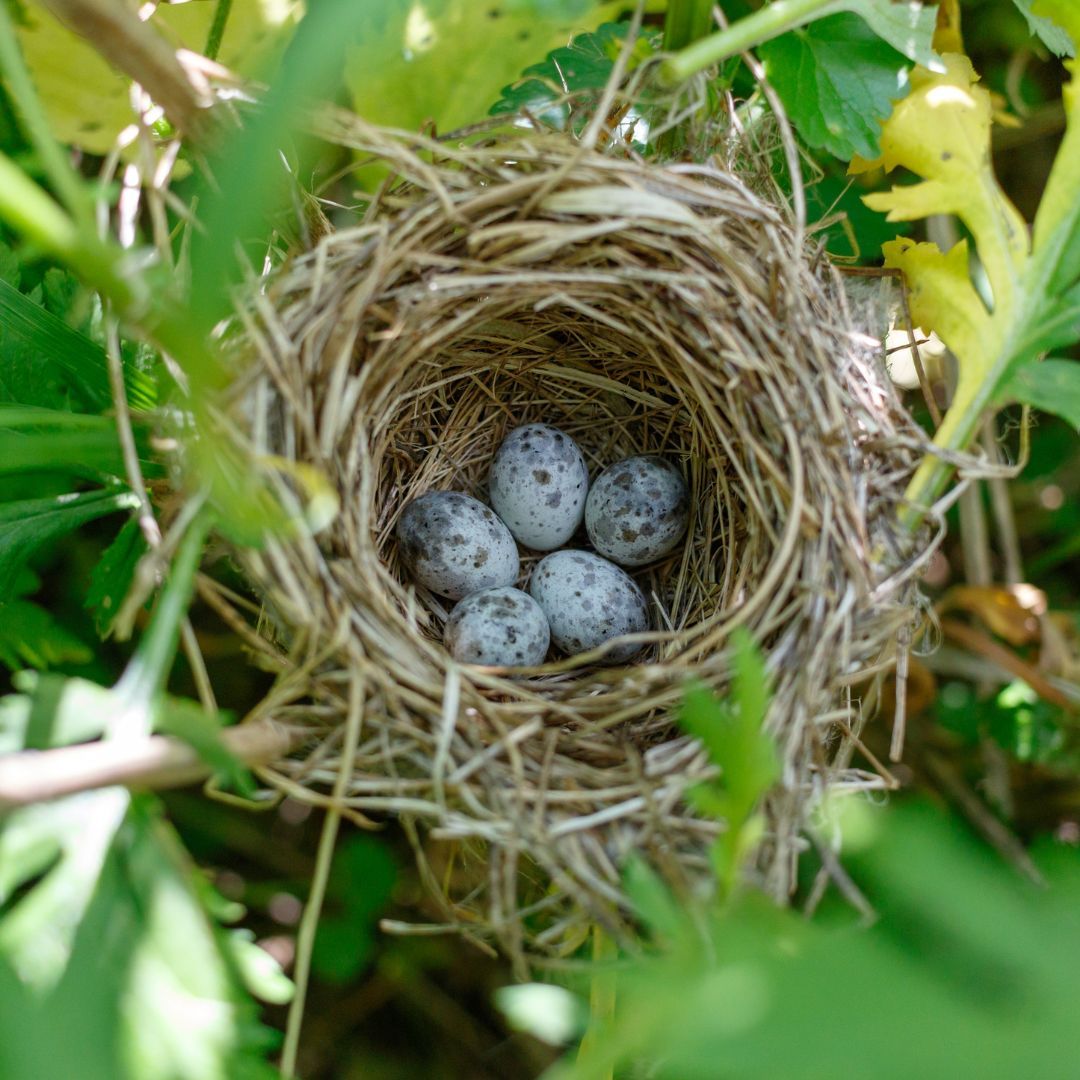 SongBirdSBS's tweet photo. 🌳🌿🐣It's the time of year when #birds will be pairing up and looking for suitable #nesting sites. The trees, plants and hedges in your own garden can provide perfect nesting sites. Check out our guide for planning a bird-friendly  garden! https://t.co/yx2BDZGtOq #ThinkBirds https://t.co/4xFMsM4Krb