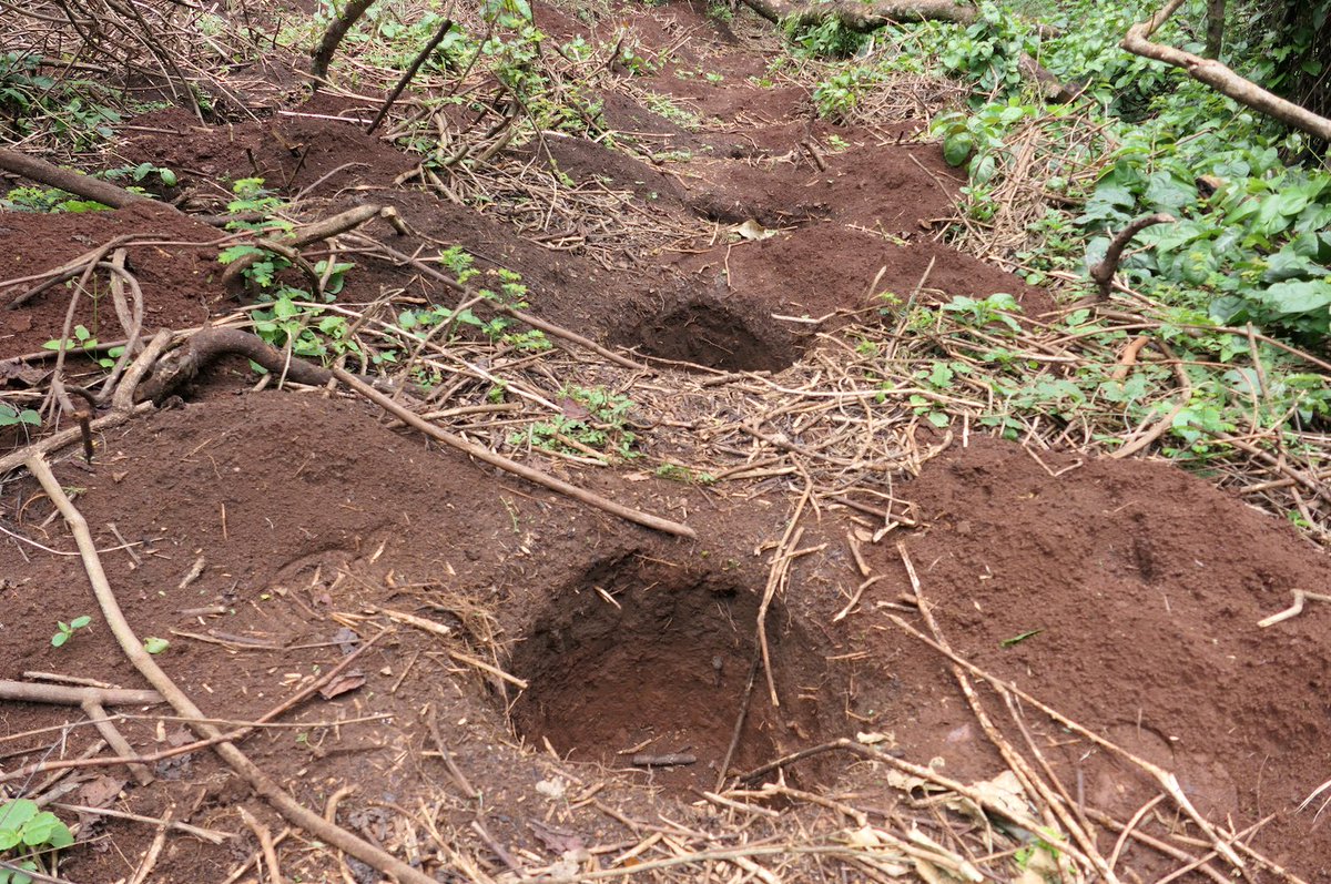 HRNStiftung's tweet photo. In #Ethiopia's #YayuBiosphereReserve, our EU DeSIRA Project dug 132,000 holes for new #coffee trees. +3,000 smallholder families are rejuvenating their #coffeesystems with improved seedlings, allowing them to start building resilience against the effects of #climatechange. 🌳 https://t.co/eftAGAfXzt