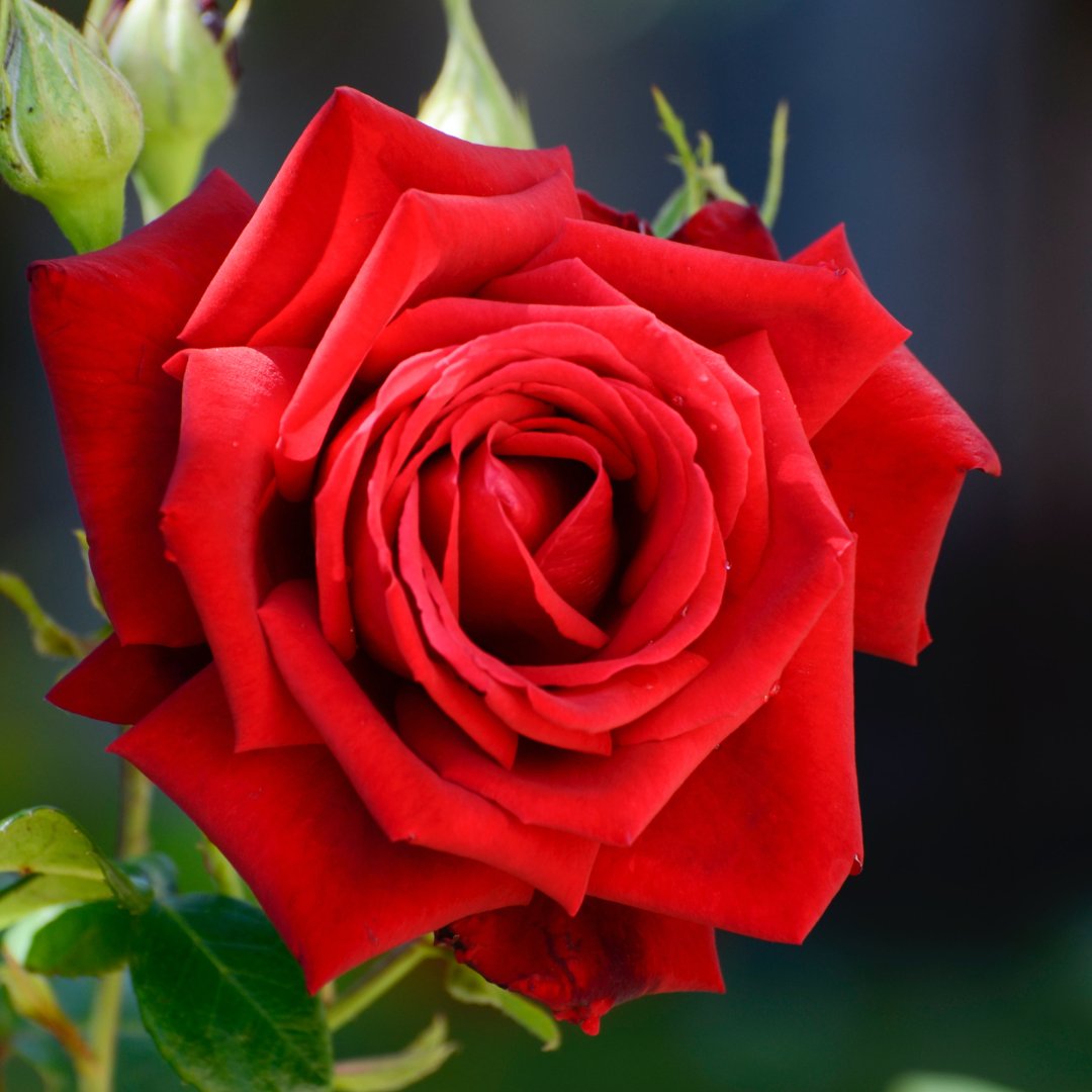 Today is National Red Rose Day, a time for gardeners, florists, and romantics to come together and enjoy the rose in all its splendour. 

#keyperformancetraining #forklifttraining #firstaidtraining #firemarshaltraining #manualhandlingtraining #handstraining #workplacecourses