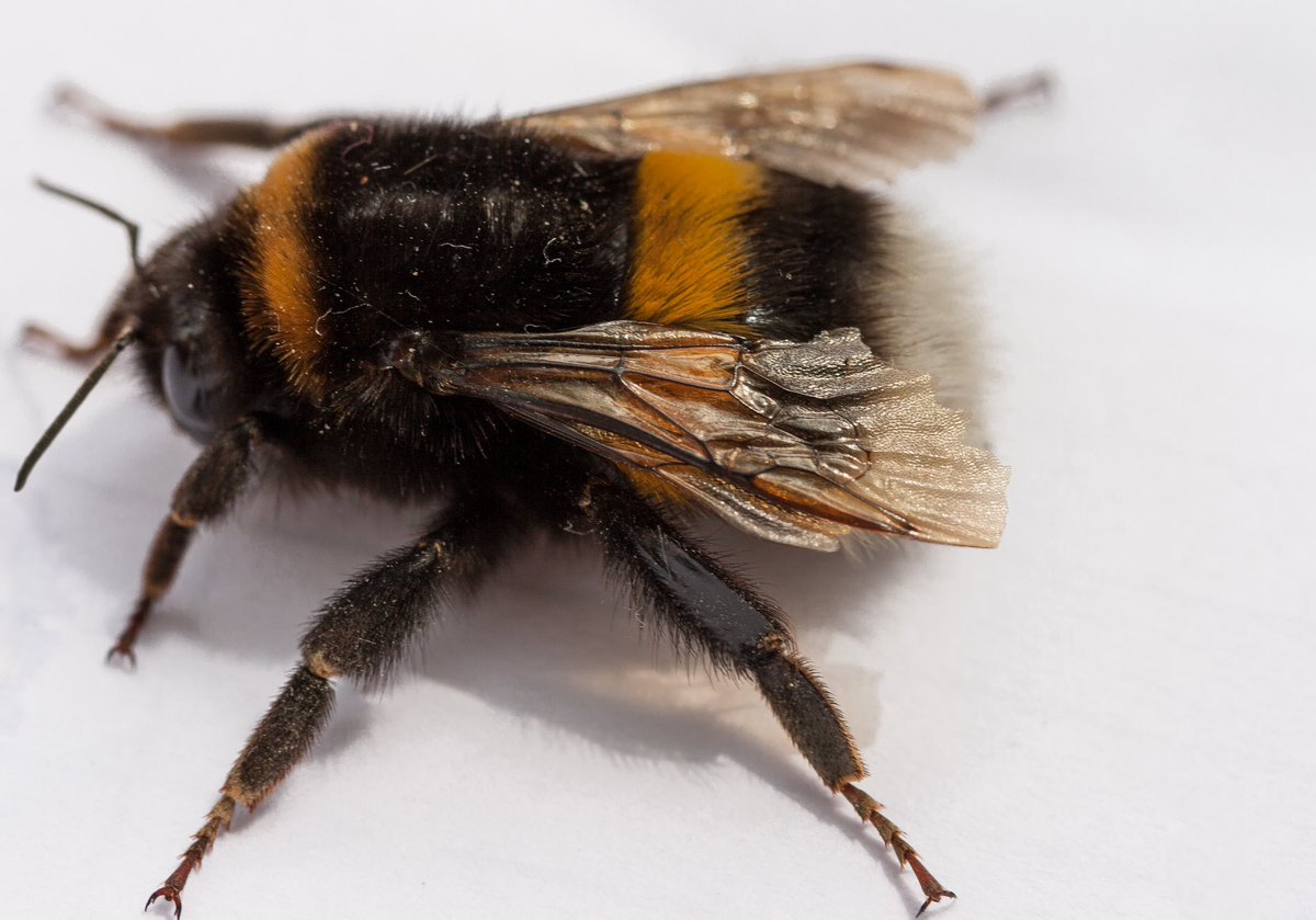 MolecularEcolUP's tweet photo. On Friday we went to the field in Črnotiče to collect samples within the @BioGenEurope project. Our team successfully captured two interesting #species - #Maniola #jurtina 🦋 and #Bombus #terrestris 🐝.
#pollinators #urbanarea #nature #conservation #wildlife #ecology https://t.co/D7L0jv4HmN