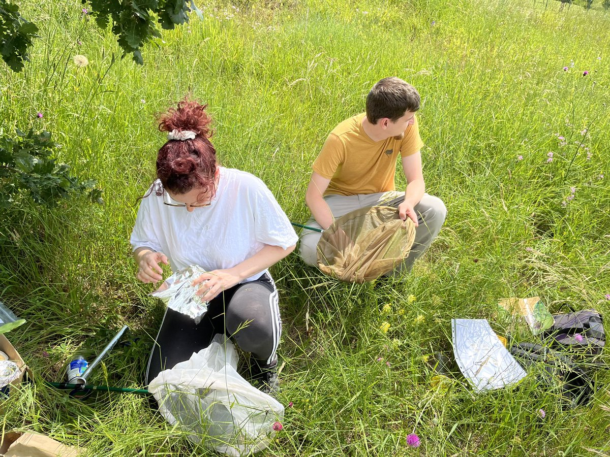 MolecularEcolUP's tweet photo. On Friday we went to the field in Črnotiče to collect samples within the @BioGenEurope project. Our team successfully captured two interesting #species - #Maniola #jurtina 🦋 and #Bombus #terrestris 🐝.
#pollinators #urbanarea #nature #conservation #wildlife #ecology https://t.co/D7L0jv4HmN