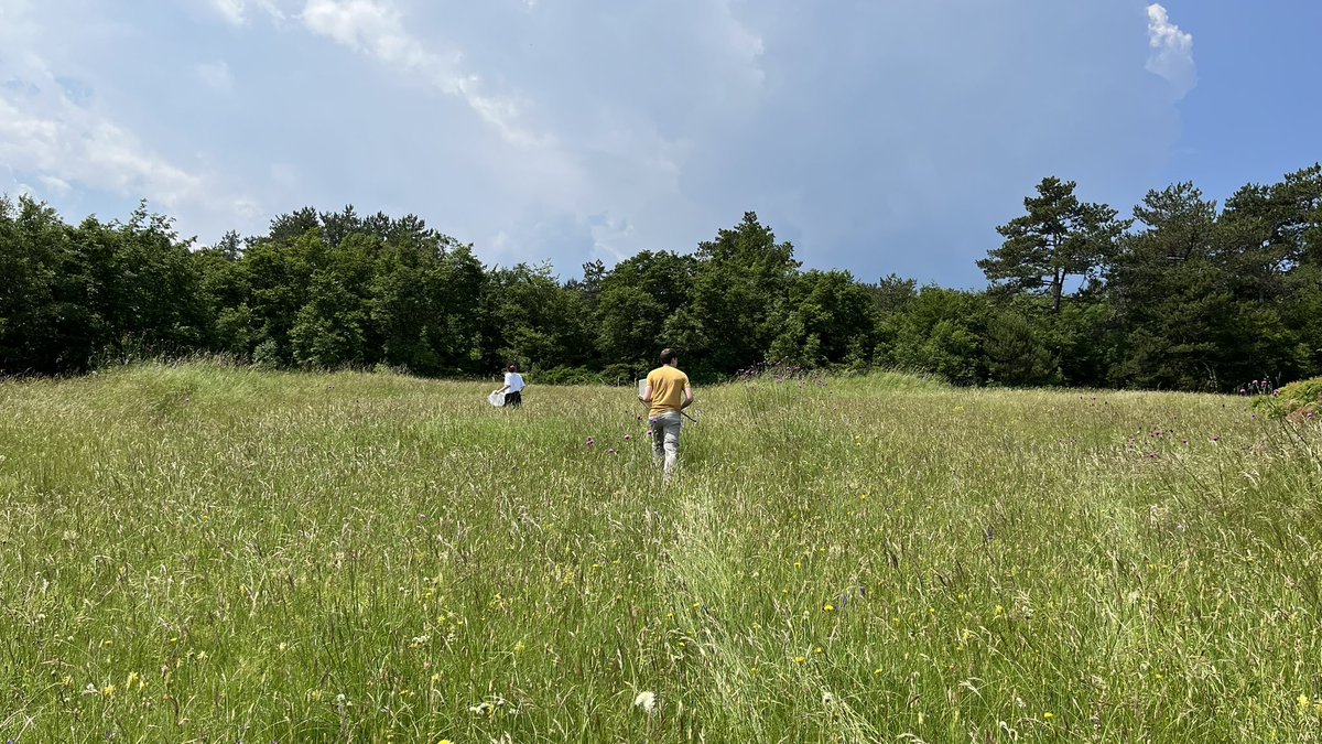 MolecularEcolUP's tweet photo. On Friday we went to the field in Črnotiče to collect samples within the @BioGenEurope project. Our team successfully captured two interesting #species - #Maniola #jurtina 🦋 and #Bombus #terrestris 🐝.
#pollinators #urbanarea #nature #conservation #wildlife #ecology https://t.co/D7L0jv4HmN