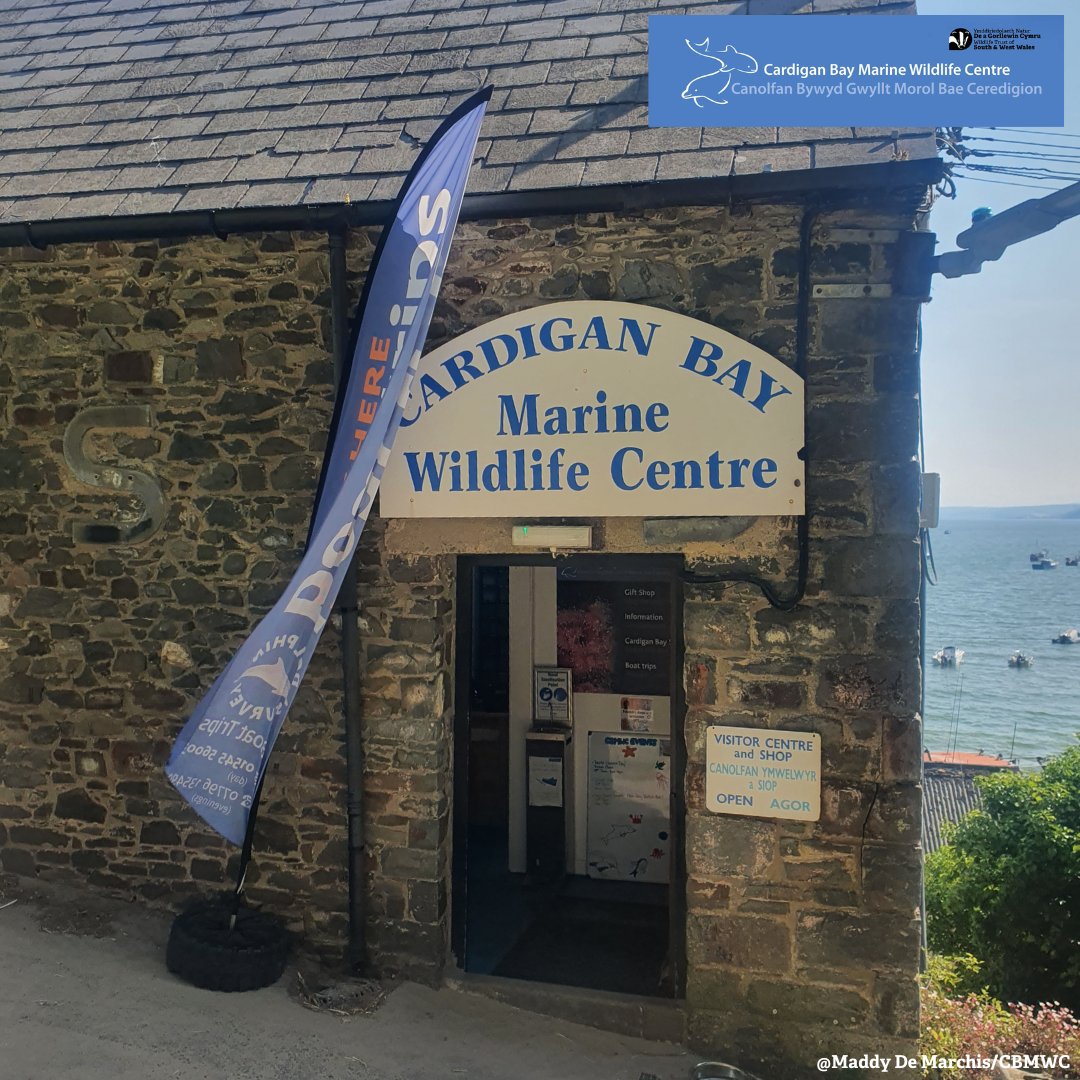CBMWC's tweet photo. Come along to our visitor centre off Glanmor Terrace in New Quay 📍 

Hear about our #MarineConservation research 🐬, see our collection of marine treasures 🐚 and browse the gift shop that supports our conservation work 💙

@WTWales @WTSWW https://t.co/xDzNyB2B5N