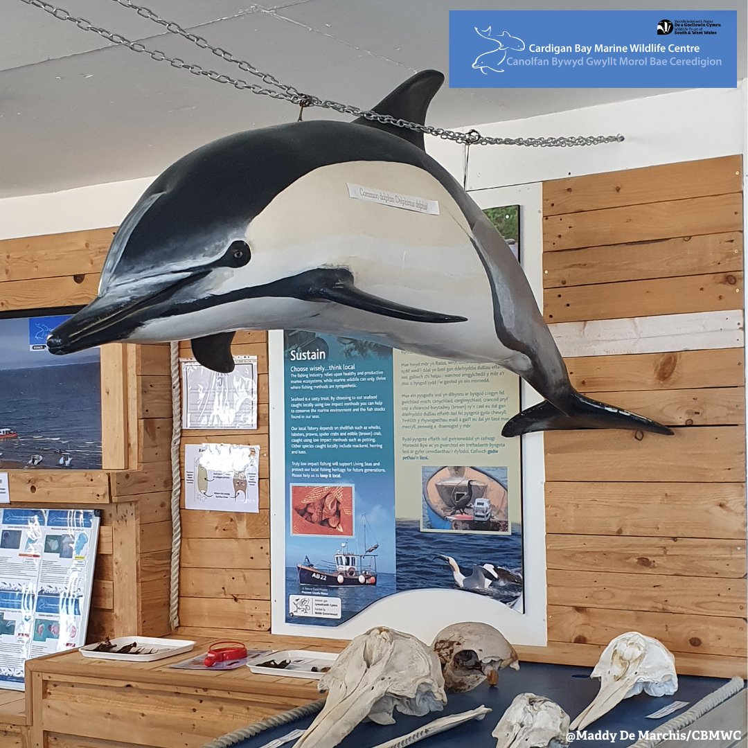 CBMWC's tweet photo. Come along to our visitor centre off Glanmor Terrace in New Quay 📍 

Hear about our #MarineConservation research 🐬, see our collection of marine treasures 🐚 and browse the gift shop that supports our conservation work 💙

@WTWales @WTSWW https://t.co/xDzNyB2B5N