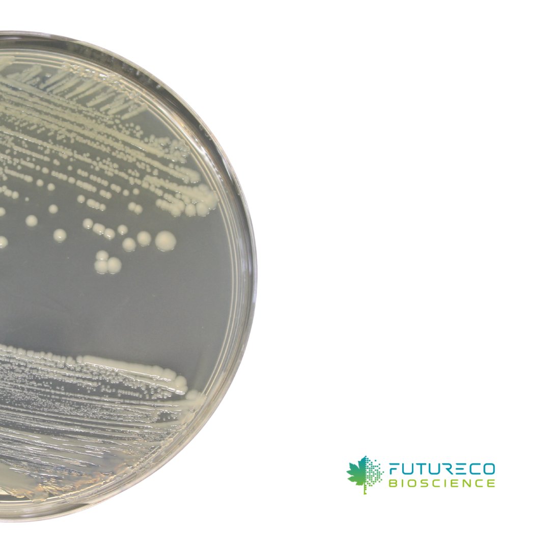 FuturecoBiosci's tweet photo. FB26_B: a bacterial strain from our #RnD labs. Initially promising as a selective dicotyledonous #biologicalherbicide, its high persistence presented challenges. Our scientists strive for an eco-friendly alternative. Share your eco weed #biocontrol approaches! 
 #FuturecoScience https://t.co/12cifgpYVf