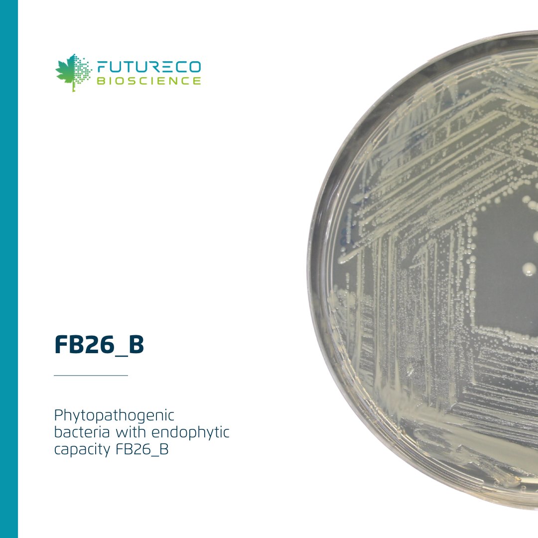 FuturecoBiosci's tweet photo. FB26_B: a bacterial strain from our #RnD labs. Initially promising as a selective dicotyledonous #biologicalherbicide, its high persistence presented challenges. Our scientists strive for an eco-friendly alternative. Share your eco weed #biocontrol approaches! 
 #FuturecoScience https://t.co/12cifgpYVf