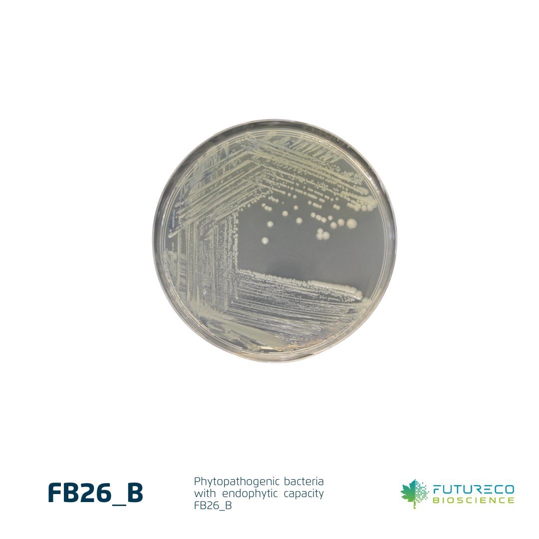 FuturecoBiosci's tweet photo. FB26_B: a bacterial strain from our #RnD labs. Initially promising as a selective dicotyledonous #biologicalherbicide, its high persistence presented challenges. Our scientists strive for an eco-friendly alternative. Share your eco weed #biocontrol approaches! 
 #FuturecoScience https://t.co/12cifgpYVf