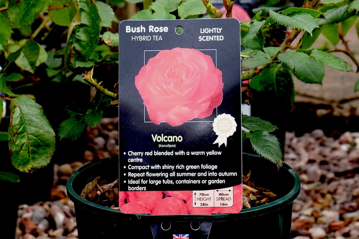 Today, June 12 is National Red Rose Day and it reminds us what a beautiful flower the red rose is. So, why not come along to Cardwell and see the variety of red roses we have in stock.