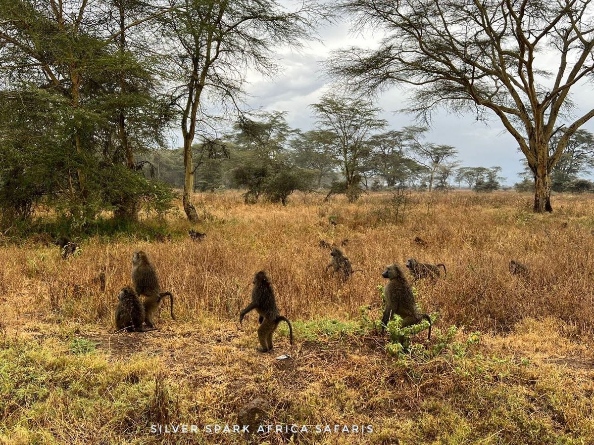 Get Ready!Get Ready!
📸 Tribe of Monkey's at Lake Nakuru National Park #SilverSparkAfrica #monkeys 
#wildlifephotography #natgeowild  #wildlife #wildphotography #MaasaiMara #Vaccation #animallove #animalkingdom  #Magicalkenya #africanamazing   #beautifulafrica #tembeakenya🇰🇪