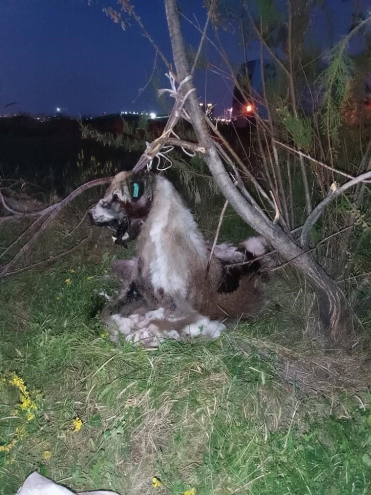 GÜZEL ÜLKEM CANİ DOLU!!!!!    Ankara'nın Yenimahalle ilçesinde 17 köpek ağaca asılmış halde bulundu. Köpeklerden 14'ü canlı olarak kurtarılırken 3'ü malesef ölü bulundu Peki ya bulunmasaydı !!!

#ankaradakatliamvar
#adaletistiyoruz
#SokakHayvanlarıSahipsizDeğil