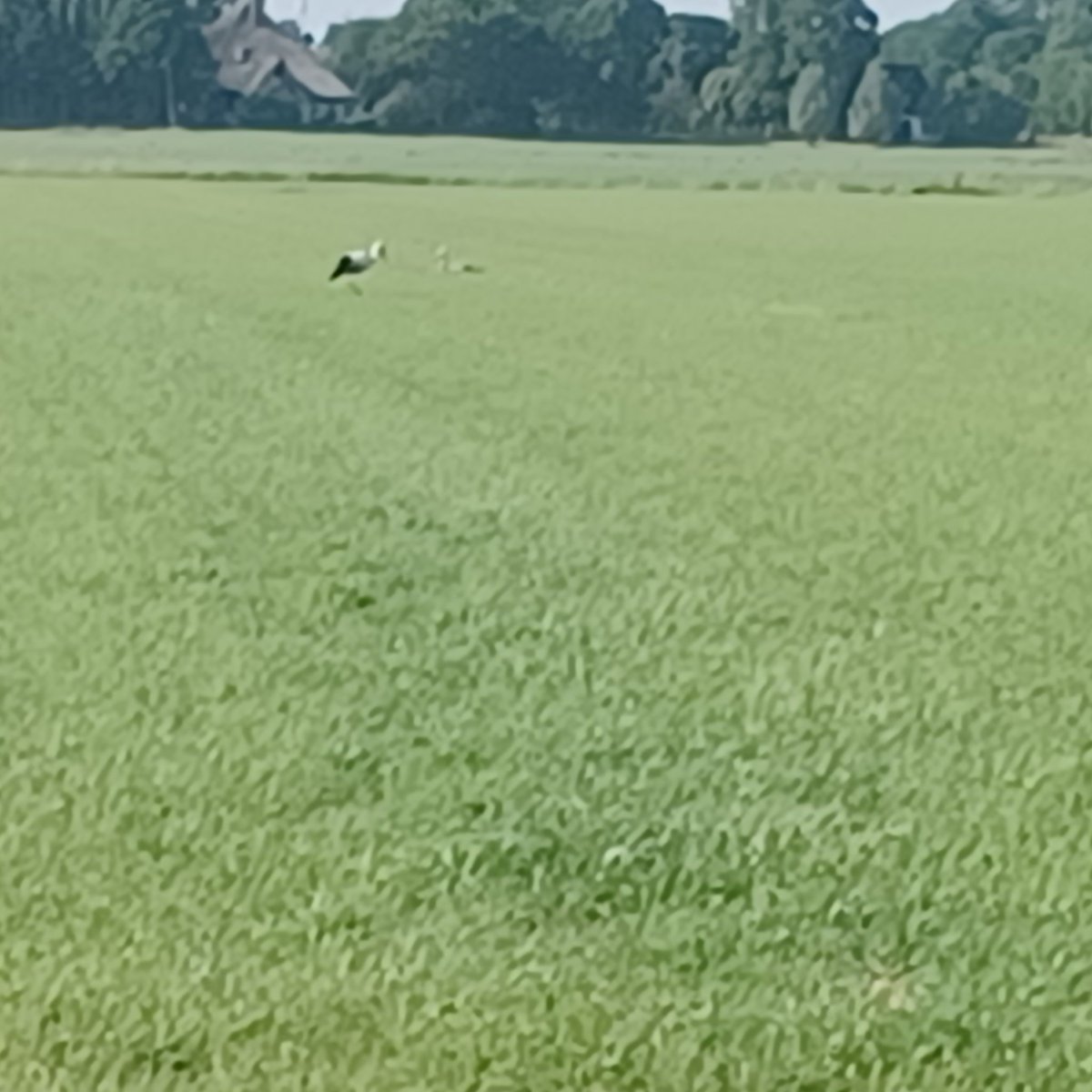 RinyvH's tweet photo. Bijzonder, zojuist ooievaar met jong, zomaar in de polder.
Dwaalgast? https://t.co/w7zXYERah2