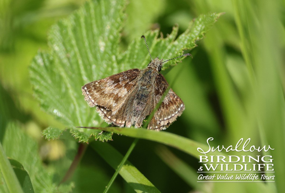 Trio of Skippers from the @savebutterflies guided walk at Fineshade Wood, Northants on Friday 9th June 2023. CHEQUERED, GRIZZLED & DINGY SKIPPERS. #butterflies #insects #wildlife #ukwildlife