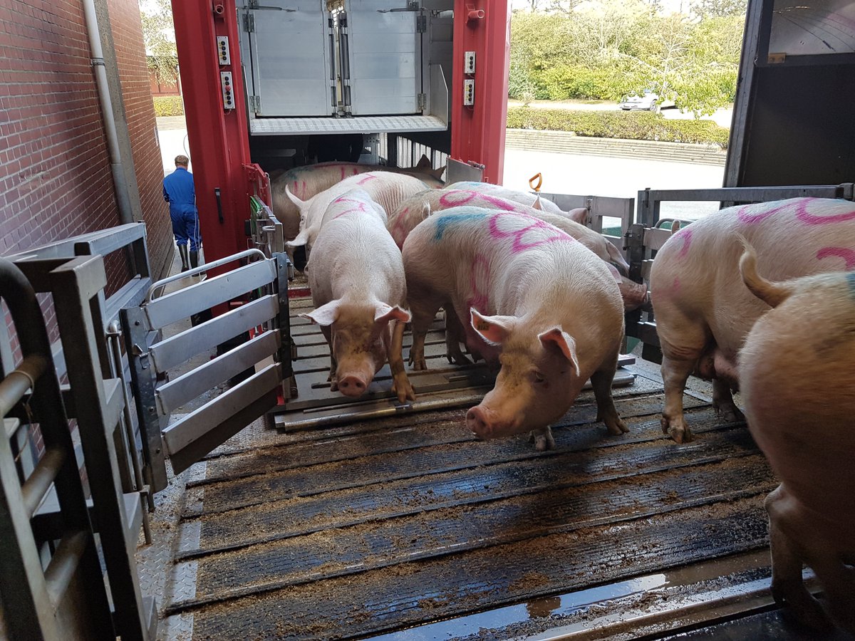 Hvornår er transport af dyr velfærdsmæssigt forsvarlig? Lene Munksgaard skriver på bloggen om transport af fx produktionsdyr, heste og hunde. Er transporten virkelig nødvendig, og i så fald for hvem? detdyreetiskeraad.dk/blog/indlaeg/n…