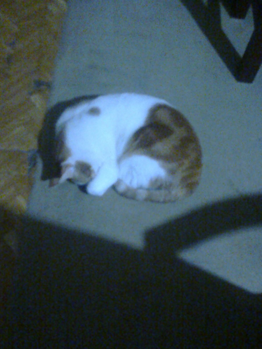 mastermartin110's tweet photo. @KiraBuckland Hey! I'm Themastermartin5 from Twitch, and as I promised to you, here's a pic of my cat. Well... I have more than one, honestly. https://t.co/ifHkhinU7K