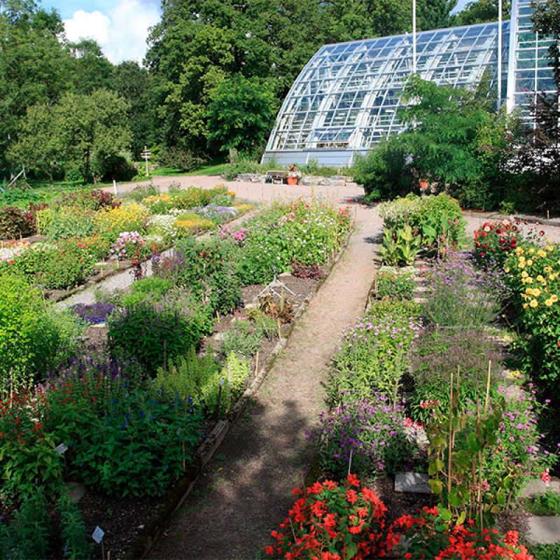 abofritid's tweet image. Guidad visning på svenska med fokus på Botaniska trädgårdens utomhusväxter! Välkommen till Runsala to 13.7 kl. 14, fritt inträde. Start vid huvudingångens staty, adress: Runsala parkväg 215. Anm. via Lyyti 1–10.7 kl. 15. lyyti.in/botaniska23 #åbofritid #kulturiåbo #turku