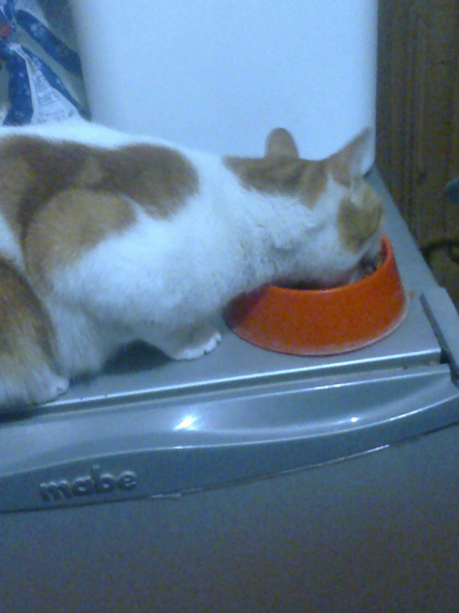 mastermartin110's tweet photo. @KiraBuckland Hey! I'm Themastermartin5 from Twitch, and as I promised to you, here's a pic of my cat. Well... I have more than one, honestly. https://t.co/ifHkhinU7K