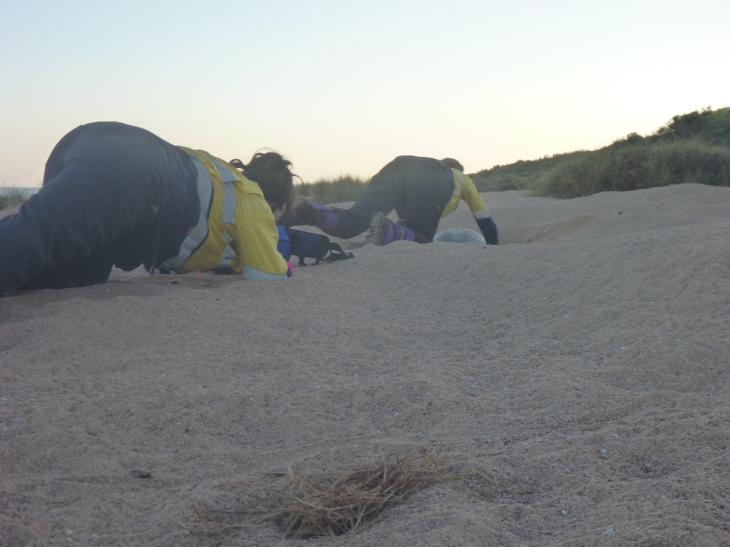 I was last on Barrow Island in 2009, (seen here with
@JNTed) but looking forward to returning to co-supervise a fabulous #seaturtle project with Blair Hardman from @Chevron. If you are doing a #marinebiology or #biologicalsciences Master's at UWA, take a look at this opportunity!