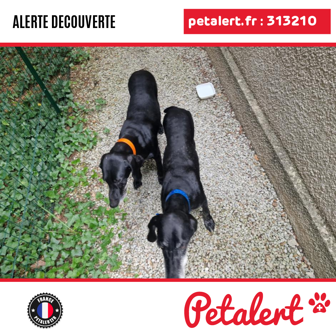 petalert_france's tweet photo. Trouvé #Chien #Tarn #SaintAvit #Petalert #PetAlert81 / https://t.co/8cpYen5p5Z https://t.co/5kUO63fFqN