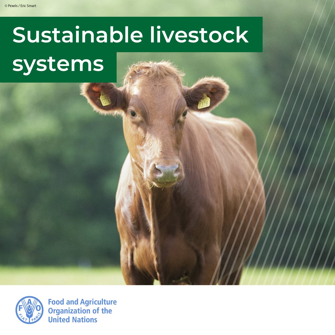 📢 A global transformation is needed to ensure that sustainable livestock systems

👧🏽provide valuable nutrition
🐪 support livelihoods
💧 minimize environmental impacts
🌎 strengthen climate action
➡️ fao.org/livestock-envi…